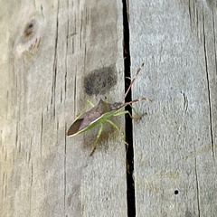 Gonocerus insidiator