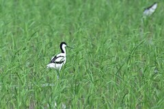 Recurvirostra avosetta