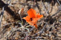 Calochortus kennedyi