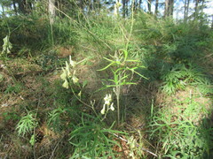Aconitum barbatum