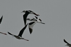 Recurvirostra avosetta