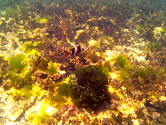 Pseudogoniistius nigripes