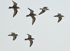 Calidris acuminata