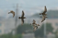 Calidris acuminata