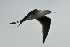 Himantopus himantopus