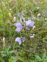 Polemonium acutiflorum