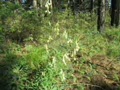 Aconitum barbatum