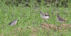 Tringa glareola