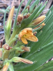 Wachendorfia multiflora