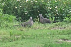 Streptopelia chinensis