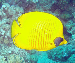Chaetodon semilarvatus