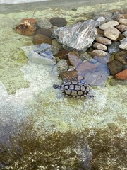 Emydidae