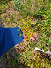 Bupleurum multinerve