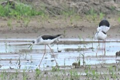 Himantopus himantopus