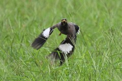 Acridotheres tristis