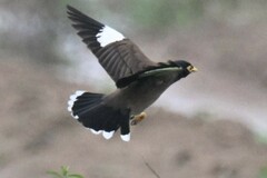 Acridotheres tristis