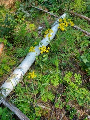 Bupleurum multinerve