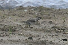Spodiopsar cineraceus