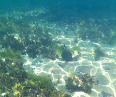 Pseudogoniistius nigripes