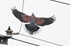 Streptopelia tranquebarica