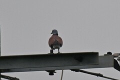 Streptopelia tranquebarica