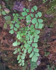 Adiantum capillus-veneris