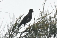 Acridotheres cristatellus