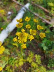 Bupleurum multinerve