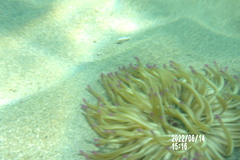 Condylactis aurantiaca