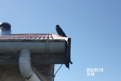 Pyrrhocorax graculus