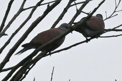 Streptopelia tranquebarica