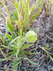 Dimorphotheca