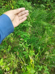 Festuca
