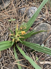 Wachendorfia multiflora