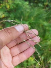 Festuca