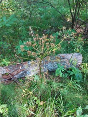 Pleurospermum uralense