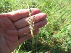 Poa pratensis