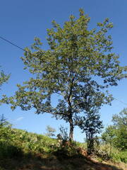 Quercus pyrenaica