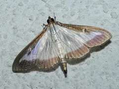 Cydalima perspectalis