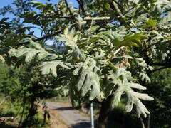 Quercus pyrenaica