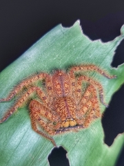 Heteropoda davidbowie