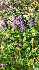 Gentiana asclepiadea