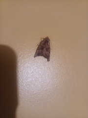 Phlogophora periculosa