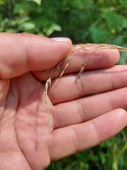 Festuca