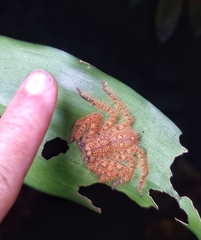Heteropoda davidbowie