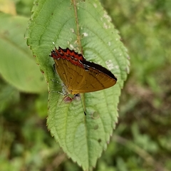 Heliophorus brahma