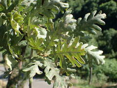 Quercus pyrenaica