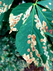 Cameraria ohridella