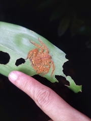 Heteropoda davidbowie