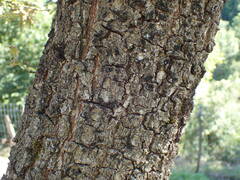 Quercus pyrenaica